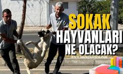 TBMM'den geçti! Sokak hayvanlarına ne olacak?