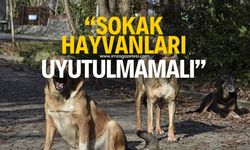 "Sokak hayvanları uyutulmamalı"