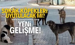 Sokak hayvanlarıyla ilgili yeni yasa tamamlandı!