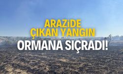 Tarlada çıkan yangın ormana sıçradı!