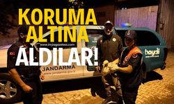 Yaralı halde bulunmuştu koruma altına alındı!