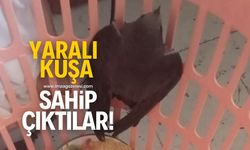 Yaralı kuşa hayvansever vatandaş sahip çıktı