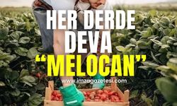 Her derde deva "Melocan!"