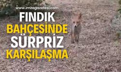 Fındık Bahçesinde Sürpriz Misafir…