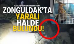 Zonguldak'ta yaralı halde bulundu!