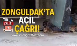 Zonguldak'ta yardım çağrısı! Sokak hayvanlarının endişe verici durumu