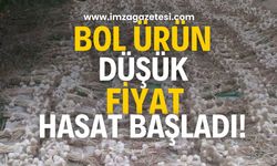 "Beyaz altın" hasadı başladı! Bol ürün, düşük fiyat bekleniyor