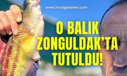 O balık Zonguldak’ta tutuldu!