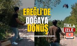 Ereğli'de Doğaya Dönüş! Yaralı Şahin Yeniden Kanatlandı...