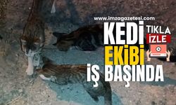 Gerilimli kısa film tadında! Kedi ekibi iş başında!