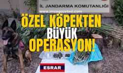 Jandarma, 147 Kök Kenevir ve Uyuşturucu Madde Ele Geçirdi!