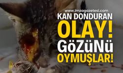 Kan Donduran Olay: Gözü Oyulmuş Kedi Zonguldak’ta Tedavi Altına Alındı