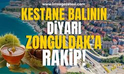 Kestane balının diyarı Zonguldak'a rakip!