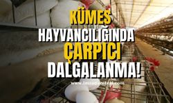 Kümes Hayvancılığı Üretiminde Çarpıcı Dalgalanmalar!