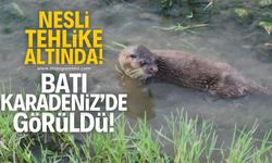 Nesli tehlike altında olan su samuru, Batı Karadeniz'de görüldü!