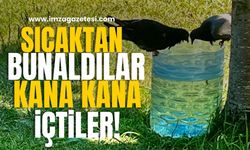 Sıcaktan bunalınca kana kana içtiler!