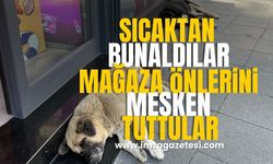 Sıcaktan bunalınca mağaza girişini mesken tuttular!