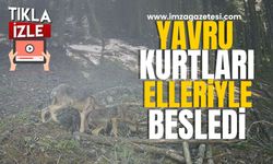 Yavru kurtları elleriyle besliyor...