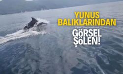 Yunus balıklarından görsel şölen!