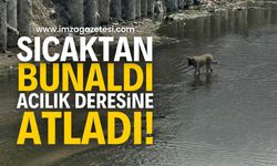 Zonguldak Acılık Deresi'nde Serinleyen Sokak Köpeği: Sıcaklardan Kaçışın Görüntüleri