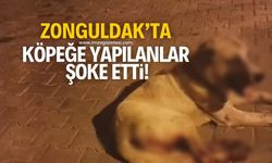 Zonguldak’ta bir mide bulandırıcı olay! Köpeğe yapılanlar şok etti