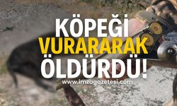 Av tüfeğiyle köpeği öldürdü!