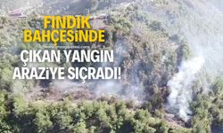 Zonguldak'ta fındık bahçesinde çıkan yangın araziye sıçradı!