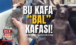 Bu kafa "Bal" kafası! Düzce'den sonra deli bal bu sefer Rize'de kediyi buldu!