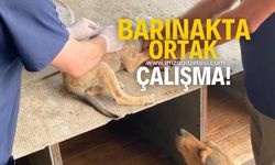 Devrek Belediyesi, barınakta ortak çalışma yapıyor!