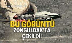 O görüntü şaşkın gözlerle izlendi!