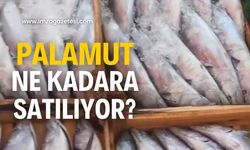 Zonguldak'ta Palamut tezgahlarda ne kadar?