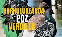 Korkuluklarda poz verdiler!