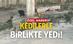 Tepebaşı Mahallesinde martı ve kediler birlikte besleniyor!