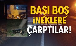 Zonguldak'ın Devrek ilçesinde başı boş ineklere çarptılar!