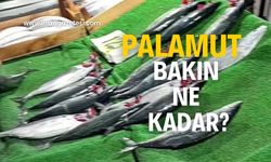 Palamut az geldi, bakın ne kadar?