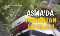 Asma’da yürekler ağza geldi!