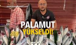 Palamut yükselişe geçti!