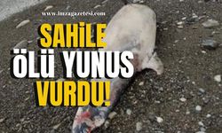 Sahile Ölü Yunus Balığı Vurdu!