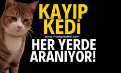 Kayıp kedi her yerde aranıyor!