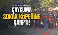 Motosikletli Kurye, Çaycuma'da Sokak Köpeğine Çarptı!