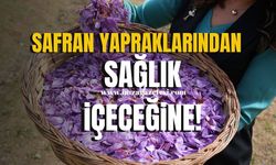 Safran Yapraklarından Sağlık İçeceğine...TÜBİTAK Destekli Proje Gıda İsrafını Azaltacak!