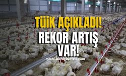 Tavuk Eti ve Yumurta Üretiminde Rekor Artış! O etin satışında gerileme!