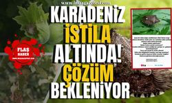 Zonguldak, Düzce, Giresun, Ordu, Samsun, Trabzon ve Rize... Karadeniz istila altında!