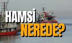 Hamsi nerede? Balıkçılar ve hamsi severlerde endişe!