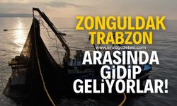 Zonguldak-Trabzon hattında gidip geliyorlar!