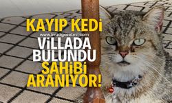 Zonguldak'ta kayıp kedi villada bulundu! Sahibi aranıyor