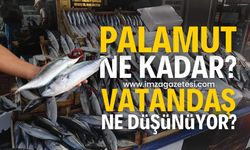 Zonguldak’ta Palamutun Fiyatı 130 Liraya Çıktı | Zonguldak haber