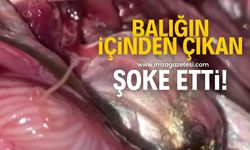 Balığı içinden çıkan şey şok etti!