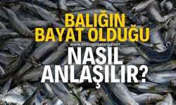 Balığın bayat olup olmadığı nasıl anlaşılır?