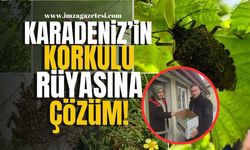 Bartın, Düzce, Giresun, Kocaeli, Ordu, Sakarya, Samsun, Trabzon, Zonguldak'ın korkulu rüyası "kokarca böceği"!